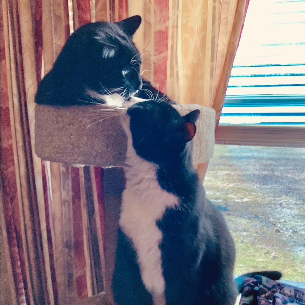 Meet your Posher, Sandy